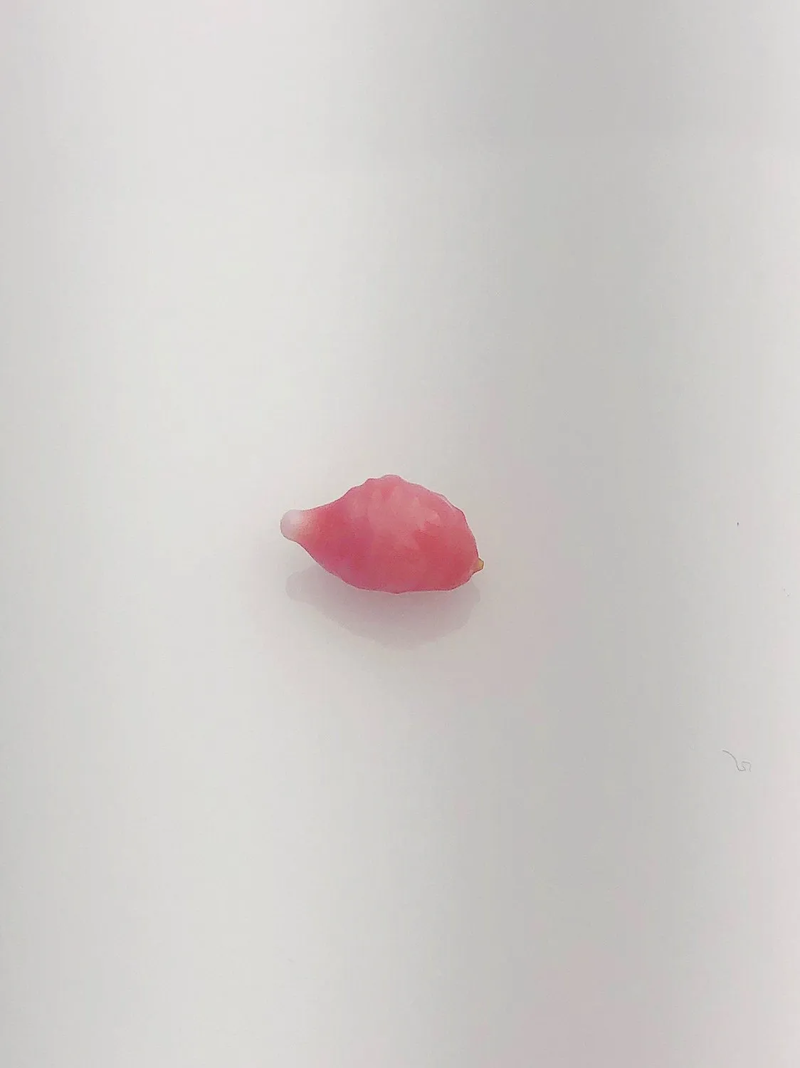 Conch Pearl Loose 10.35mm x 5.45mm No. 53