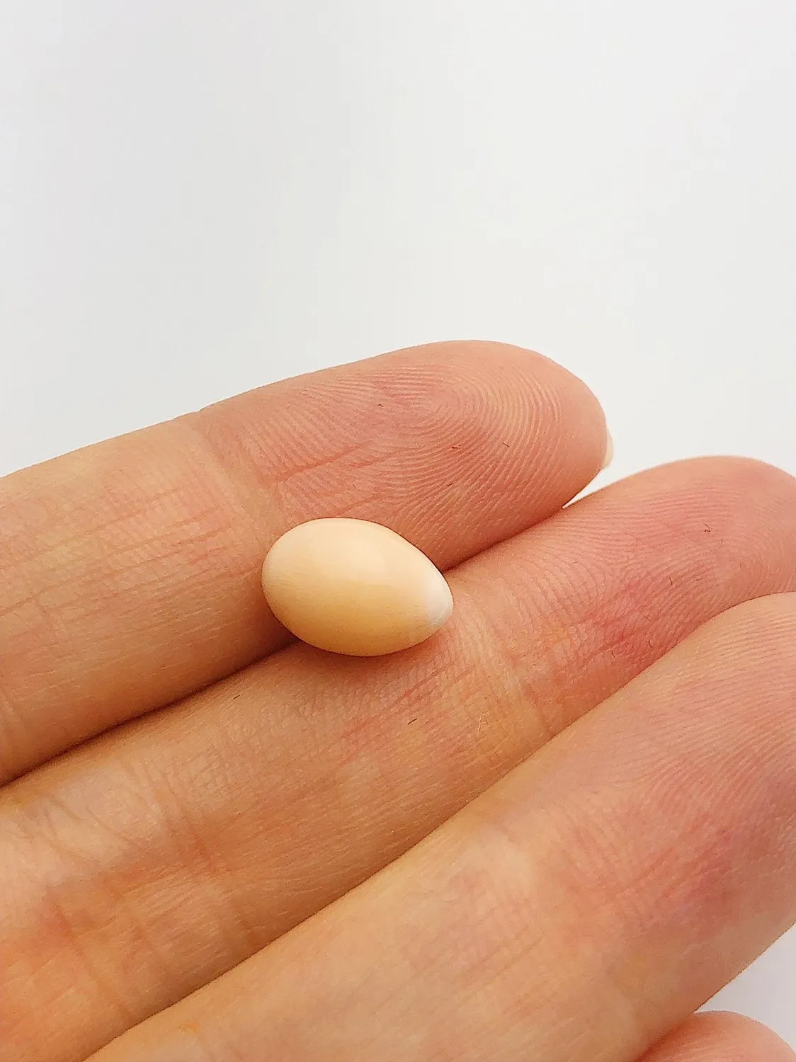 Conch Pearl Loose 11.06mm x 7.76mm No. 25